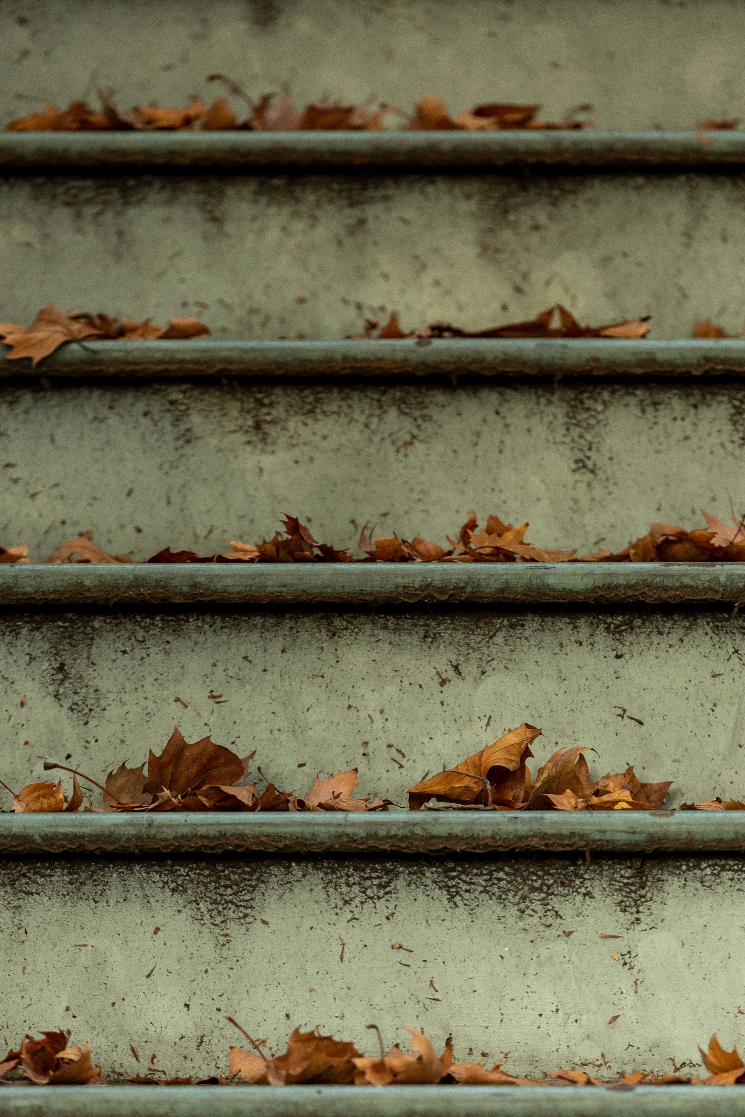 Close-up of autumn leaves scattered on concrete stairs, embodying fall season charm.