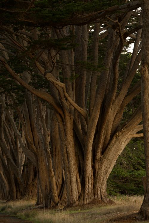 Free Majestic cypress trees create a dramatic forest atmosphere. Stock Photo