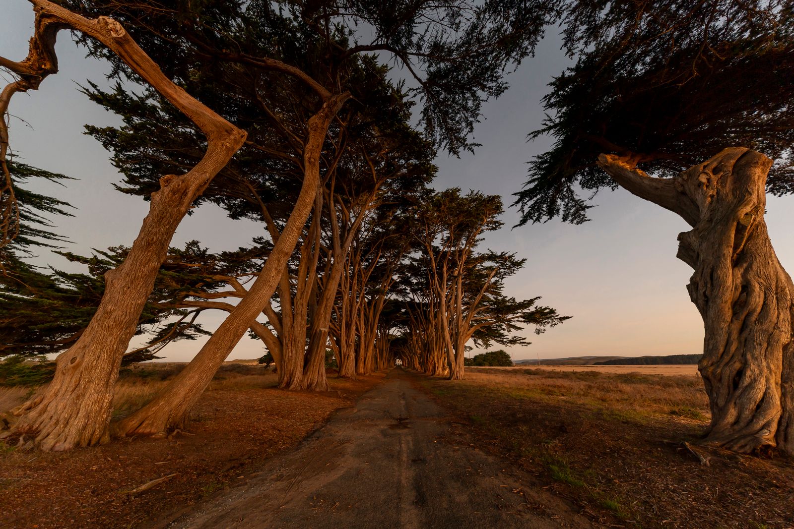 Tree tunnel at sunset — photo by Stephen Leonardi on Pexels