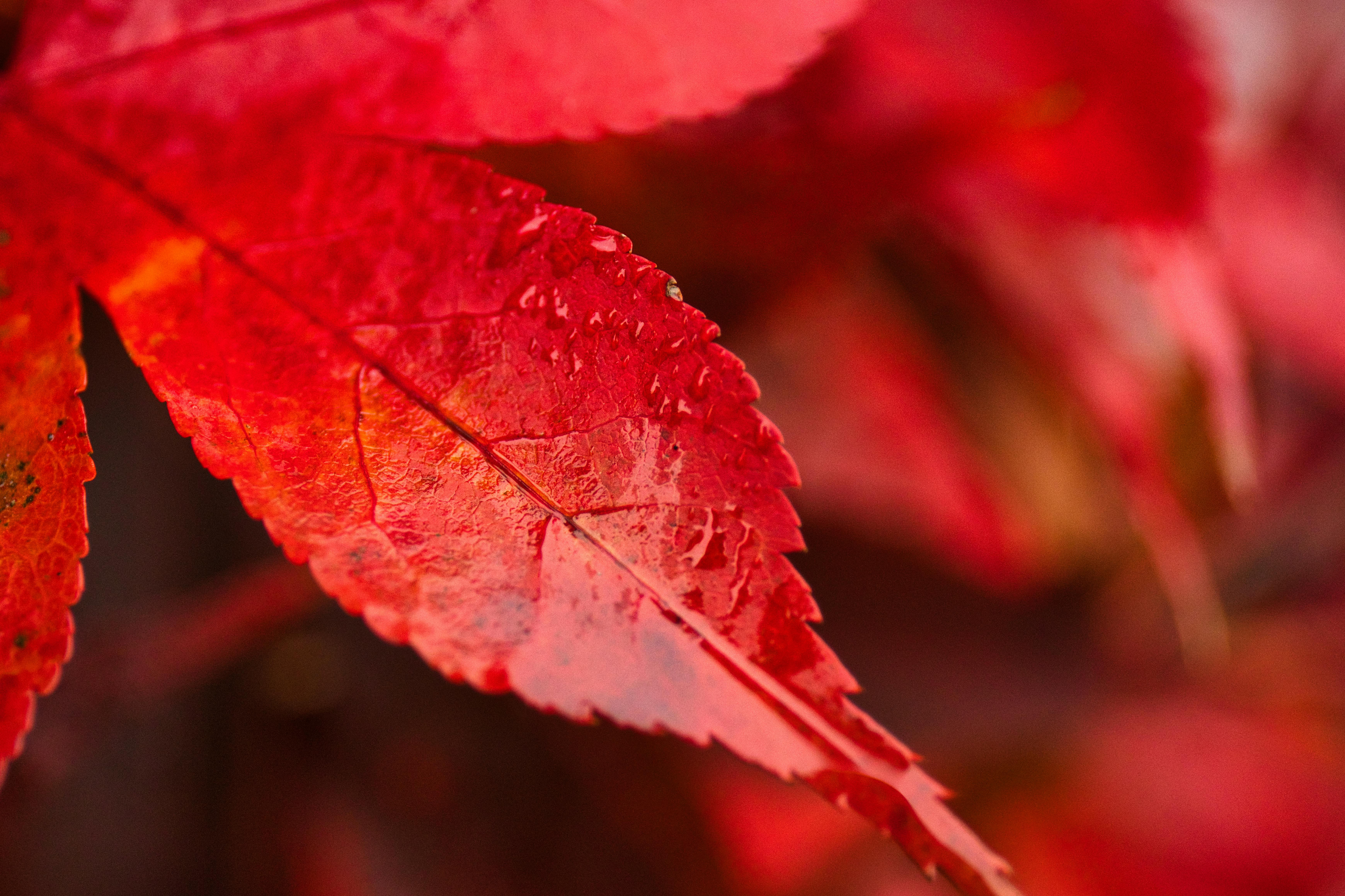 Free stock photo of autumn, background, bokeh