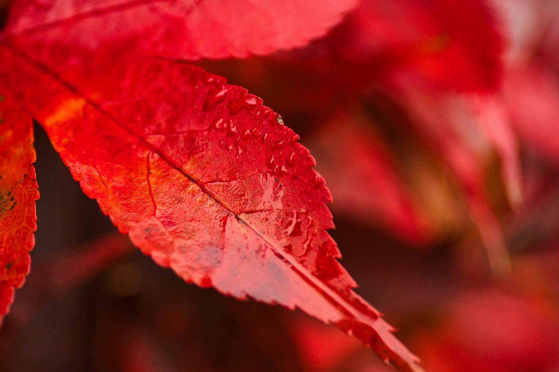 Free stock photo of autumn, background, bokeh