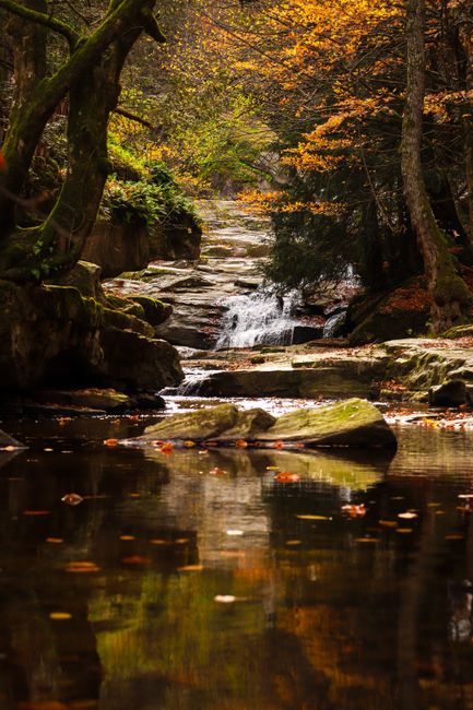 Serene forest stream with autumn foliage in Bursa, Türkiye.