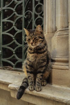 Charming tabby cat sitting gracefully on a vintage stone ledge with intricate metalwork backdrop.