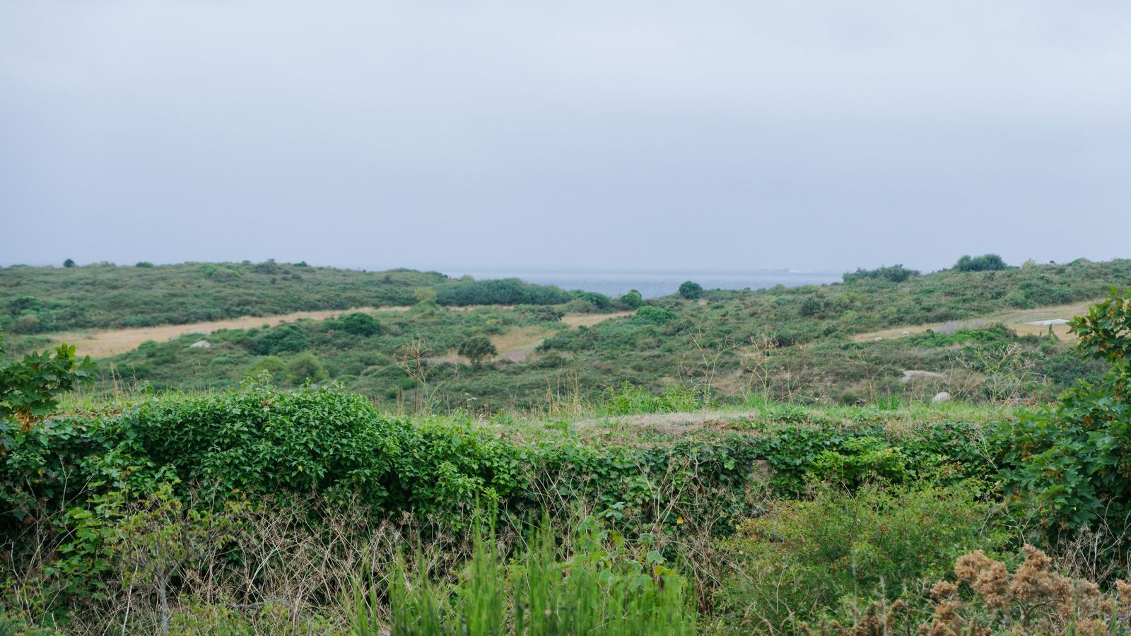 Lande verte et chemins herbeux de la Grande-Île aux îles Chausey
