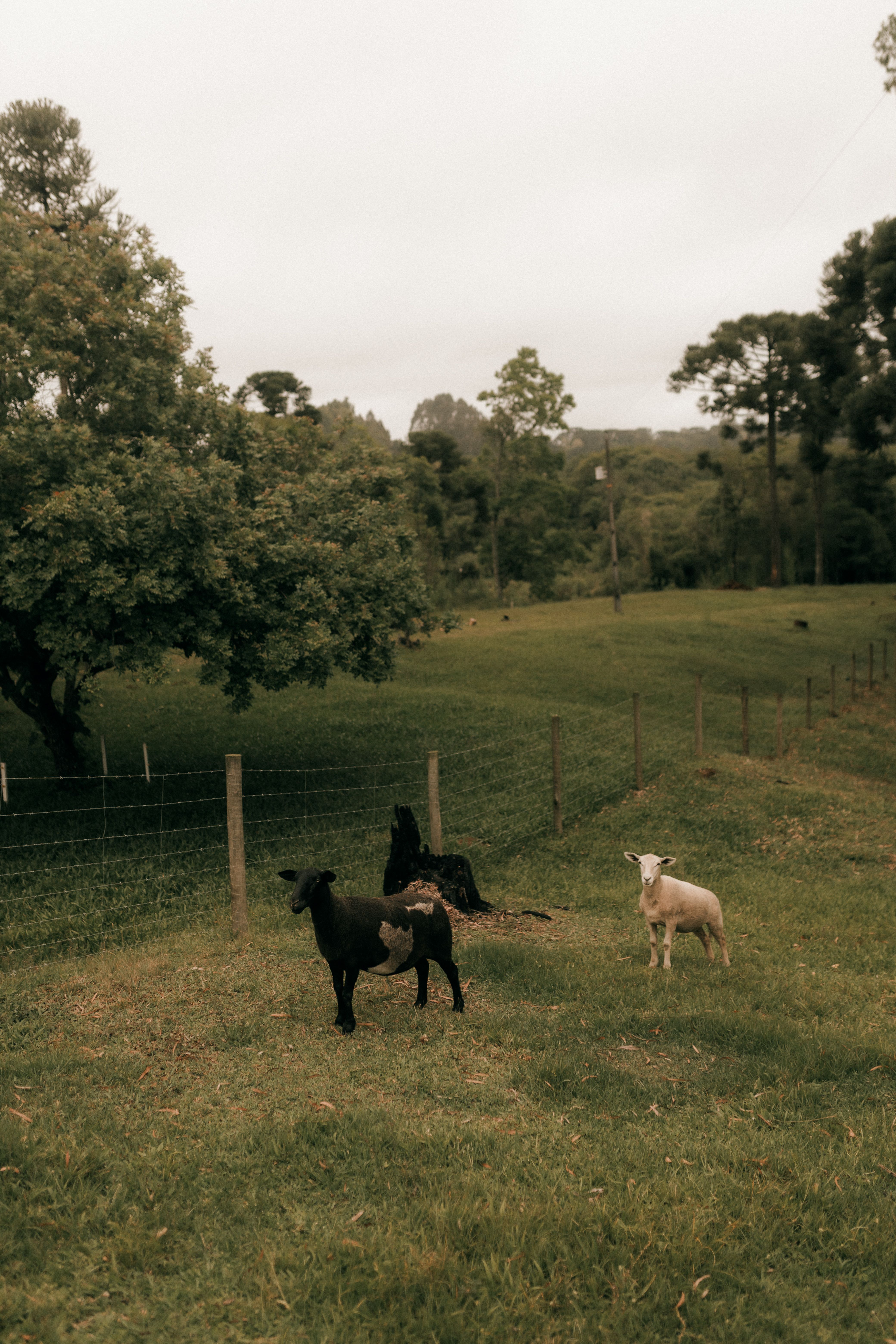 Serene Pastoral Scene with Grazing Sheep · Free Stock Photo