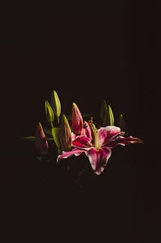 A striking pink lily bouquet captured with dramatic lighting and shadow play.