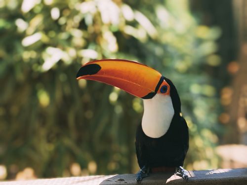 Free Colorful toucan perched amidst vivid green foliage in sunlight. Stock Photo