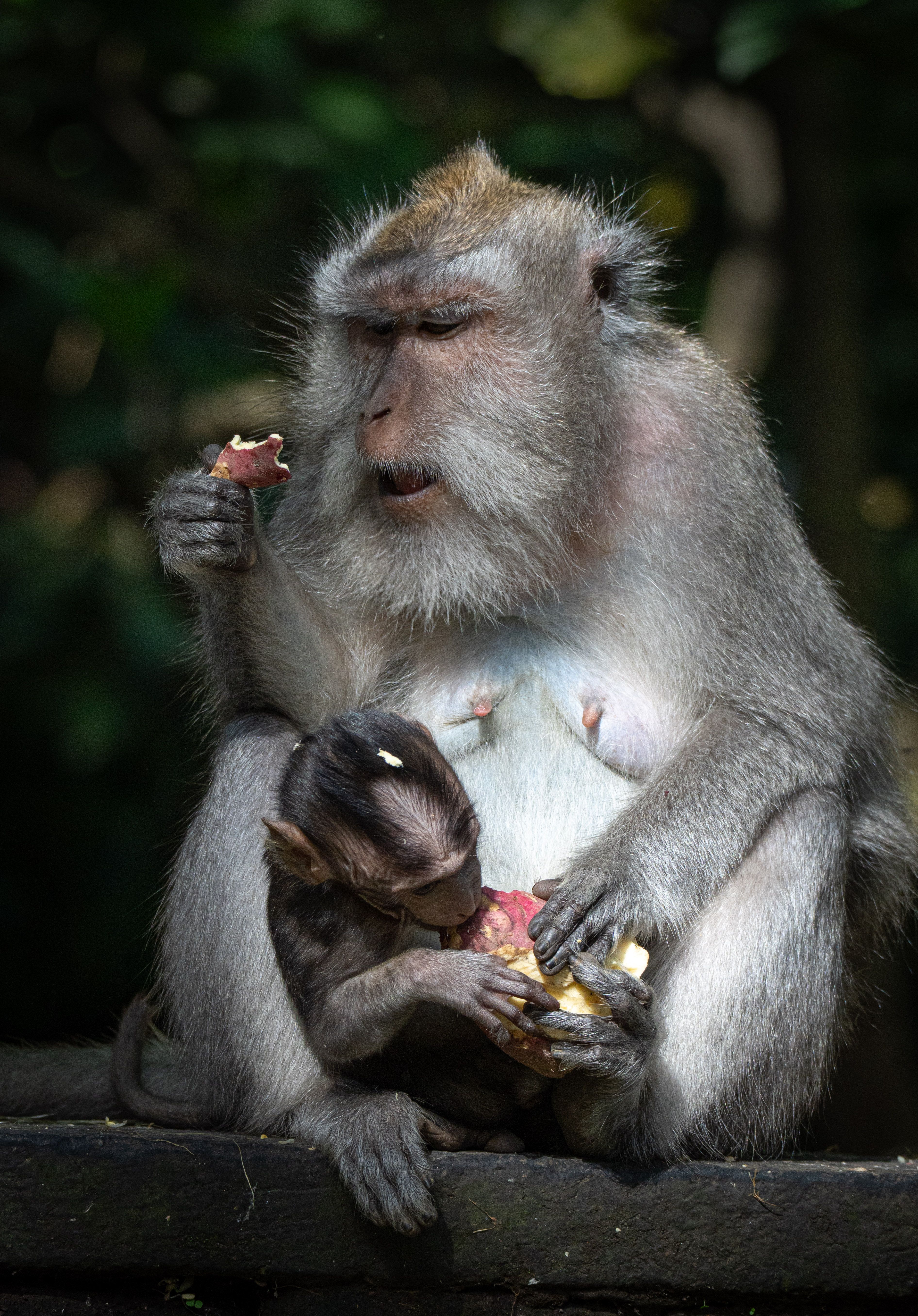 Tender Moment Between Mother and Baby Monkey in Bali · Free Stock Photo