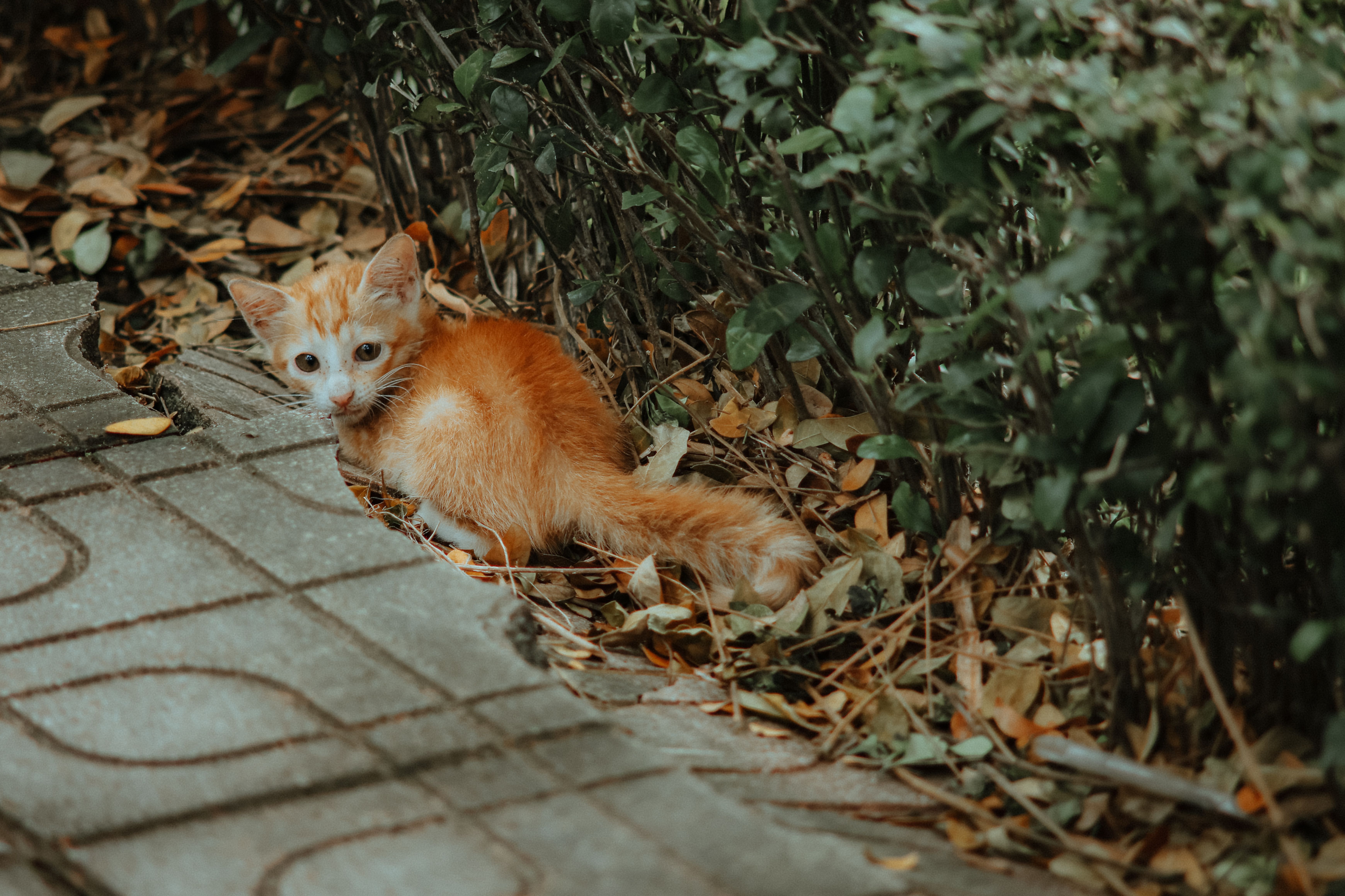 Lost And Found Pets Brisbane Bali