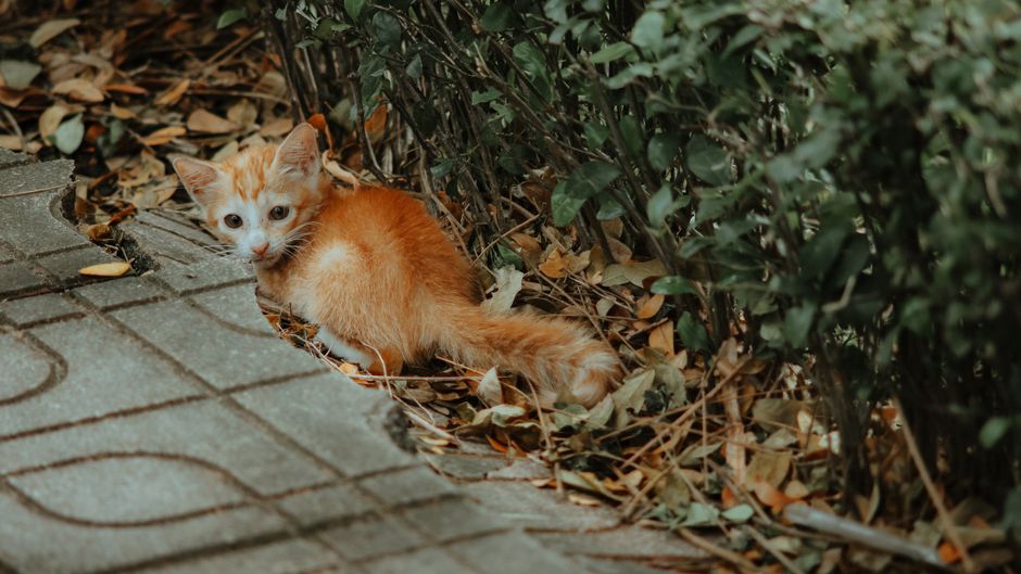 Lost And Found Pets Brisbane Bali