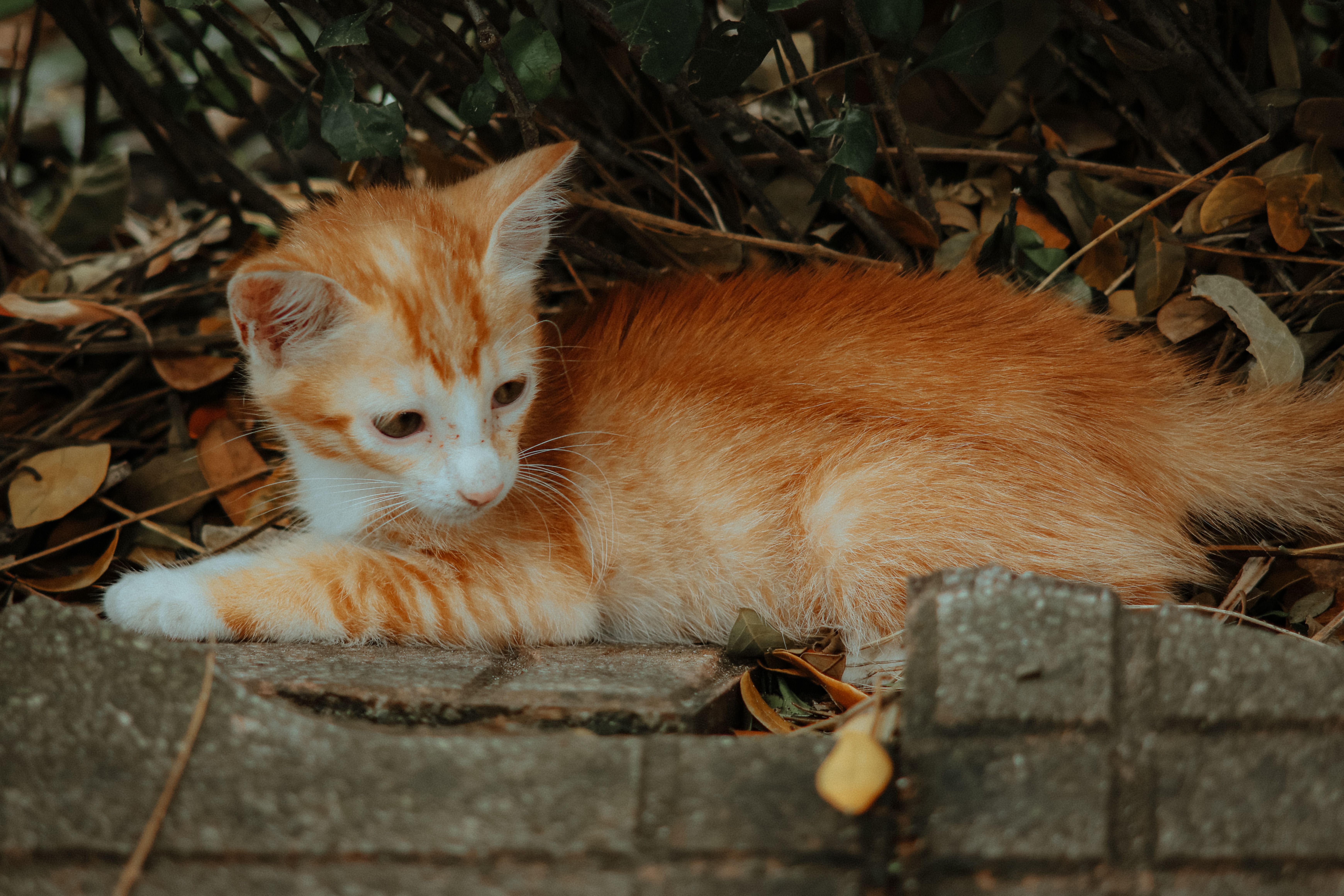 Cute orange and white kitten lying among fallen leaves, showcasing a serene outdoor moment.