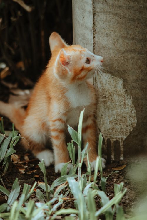Free Adorable ginger kitten exploring outdoors, surrounded by greenery and a textured wall. Stock Photo