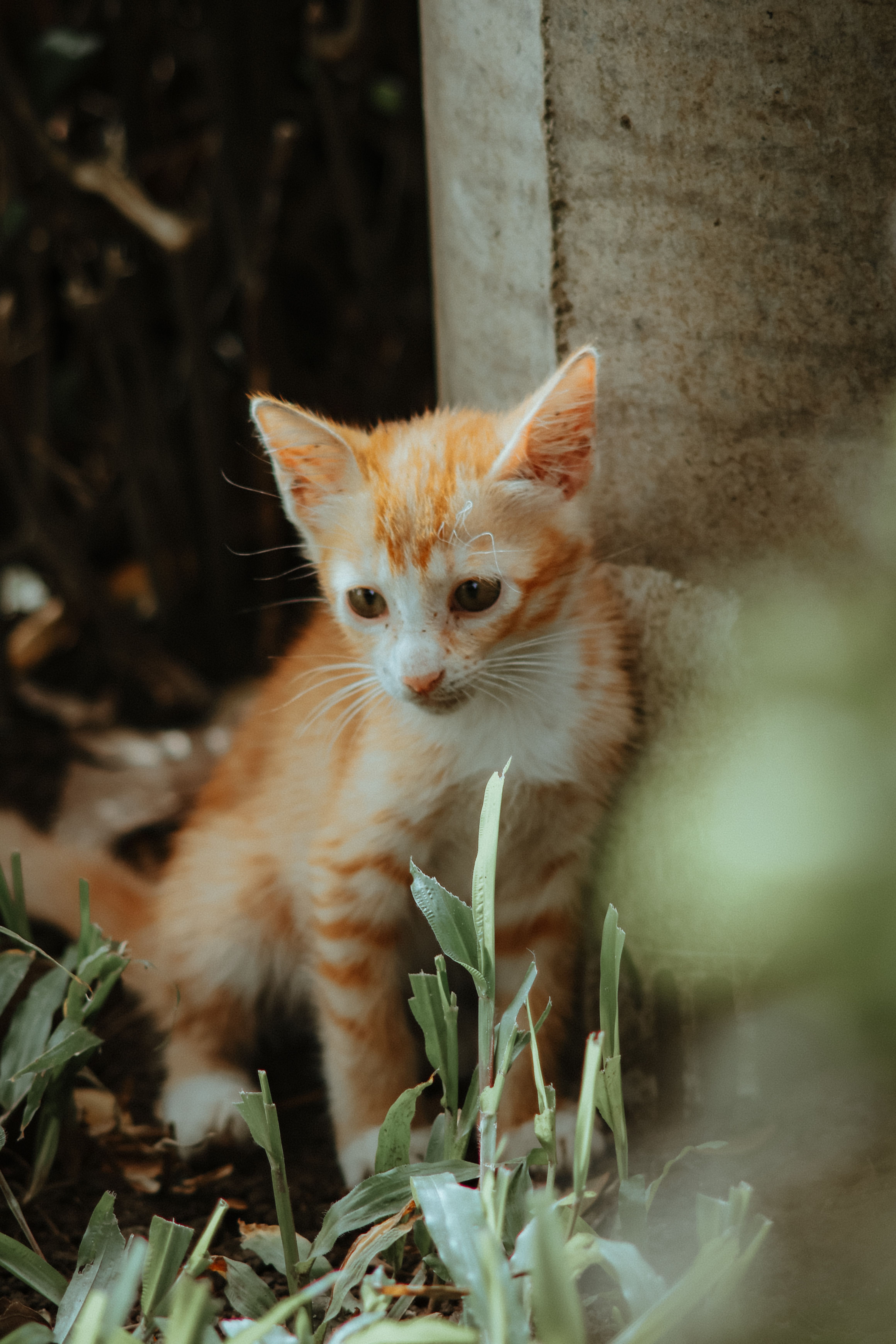 A Close-Up Shot of an Orange Tabby Cat · Free Stock Photo