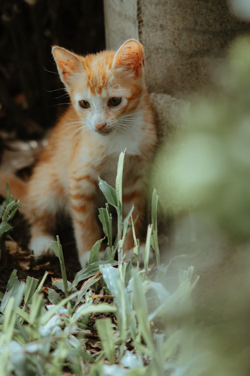 Free Cute ginger kitten exploring outdoors with grass and foliage around. Stock Photo