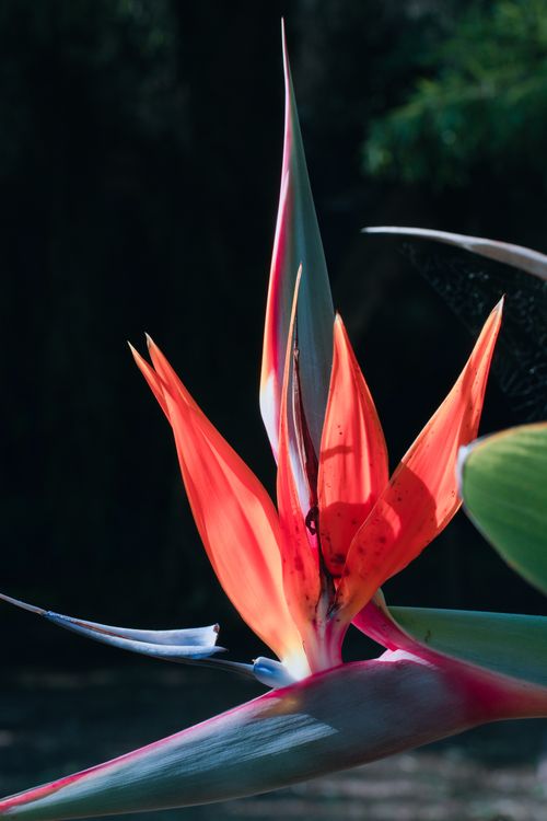 Free A striking Bird of Paradise flower illuminated by sunlight, displaying vivid colors in an outdoor setting. Stock Photo