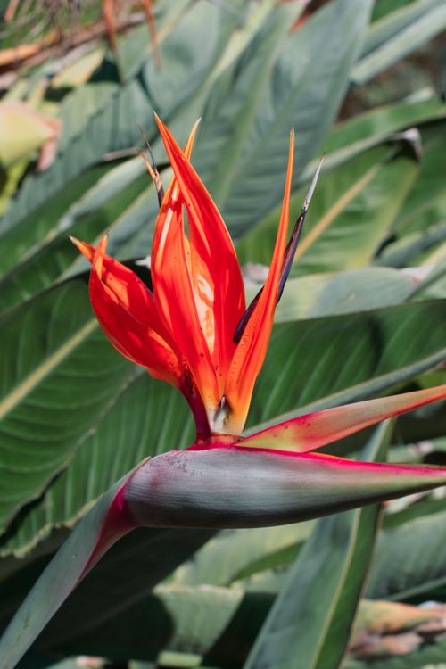Free Close-up of a vivid Bird of Paradise flower in full bloom, captured outdoors in San Jose, California. Stock Photo