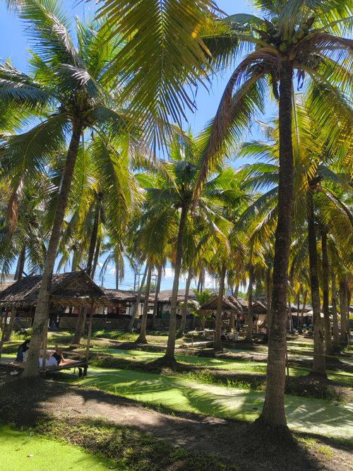 Free Tranquil coconut grove with huts providing shade in a sunny tropical setting. Stock Photo