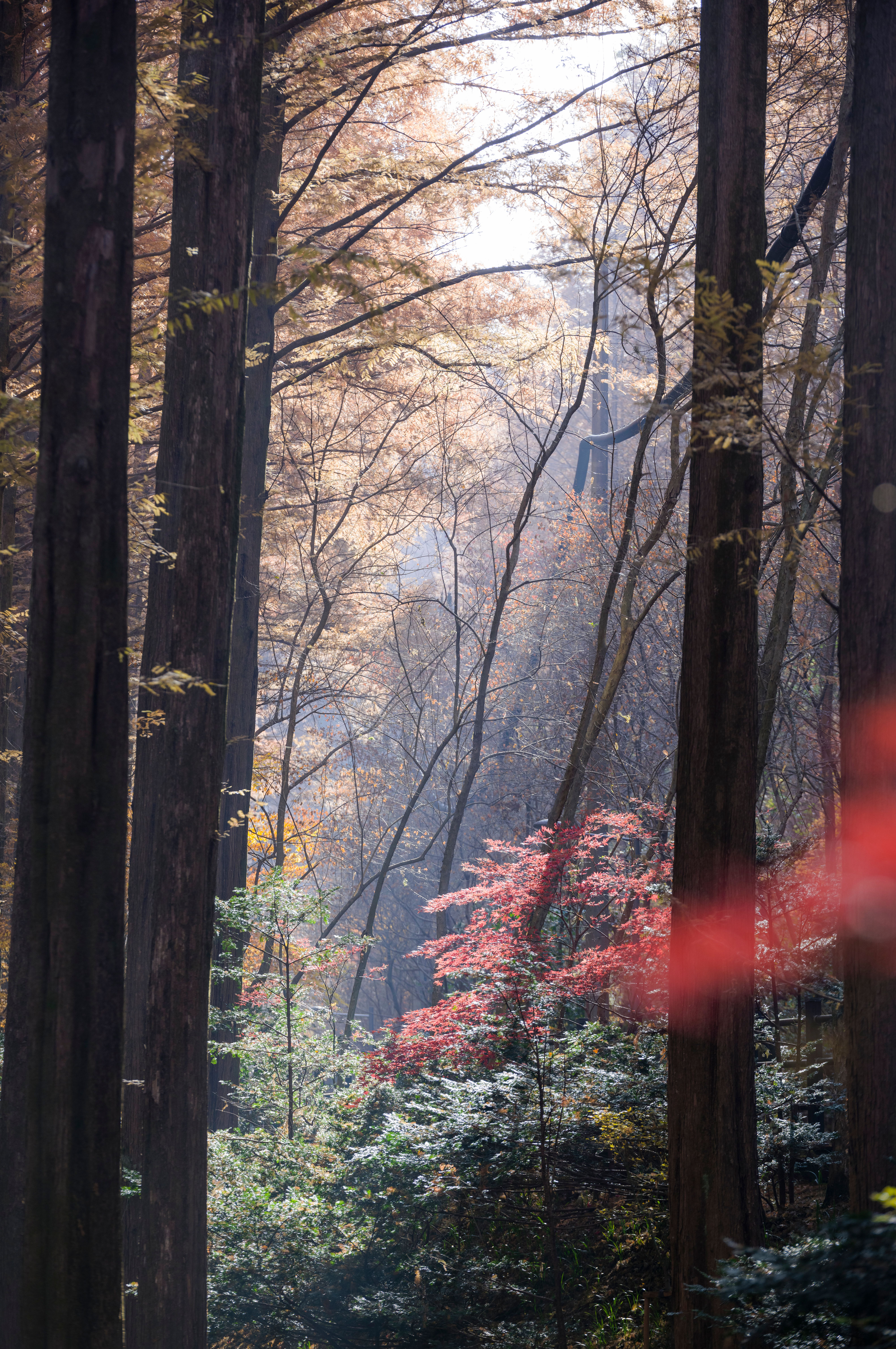 Serene Autumn Forest with Tall Trees · Free Stock Photo