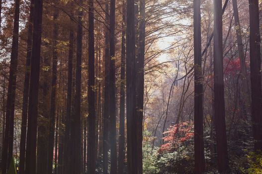 A tranquil forest scene with sunlight filtering through tall autumn trees.