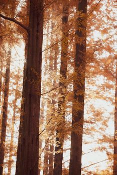 A tranquil autumn forest scene with tall trees and golden foliage.