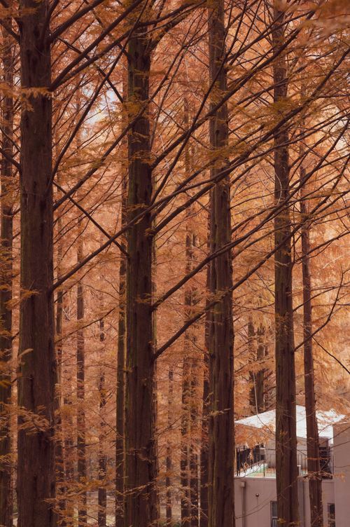 Free Tall trees with autumn leaves create a serene forest backdrop. Stock Photo