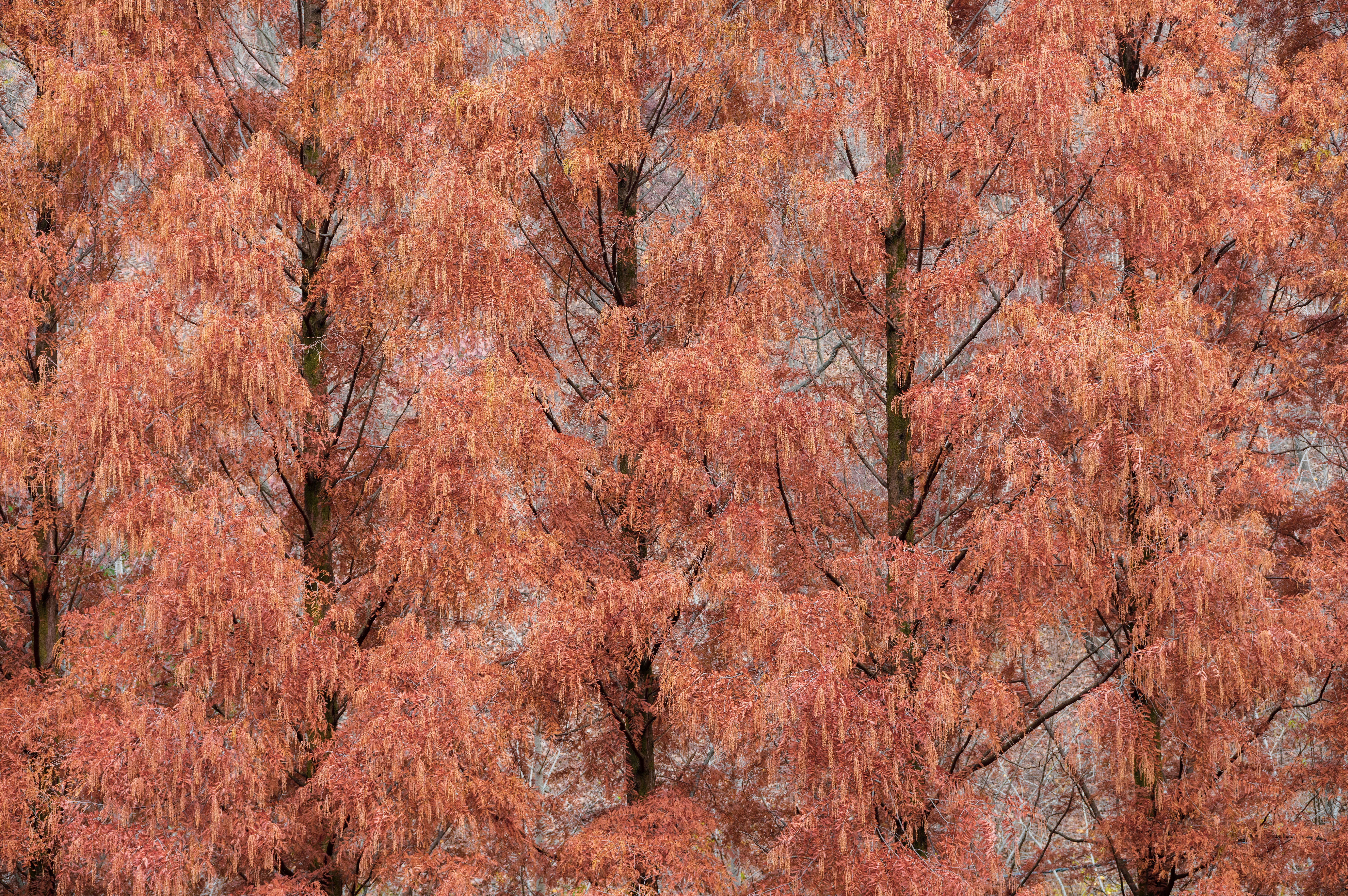 Autumn Trees with Rust-Colored Foliage · Free Stock Photo