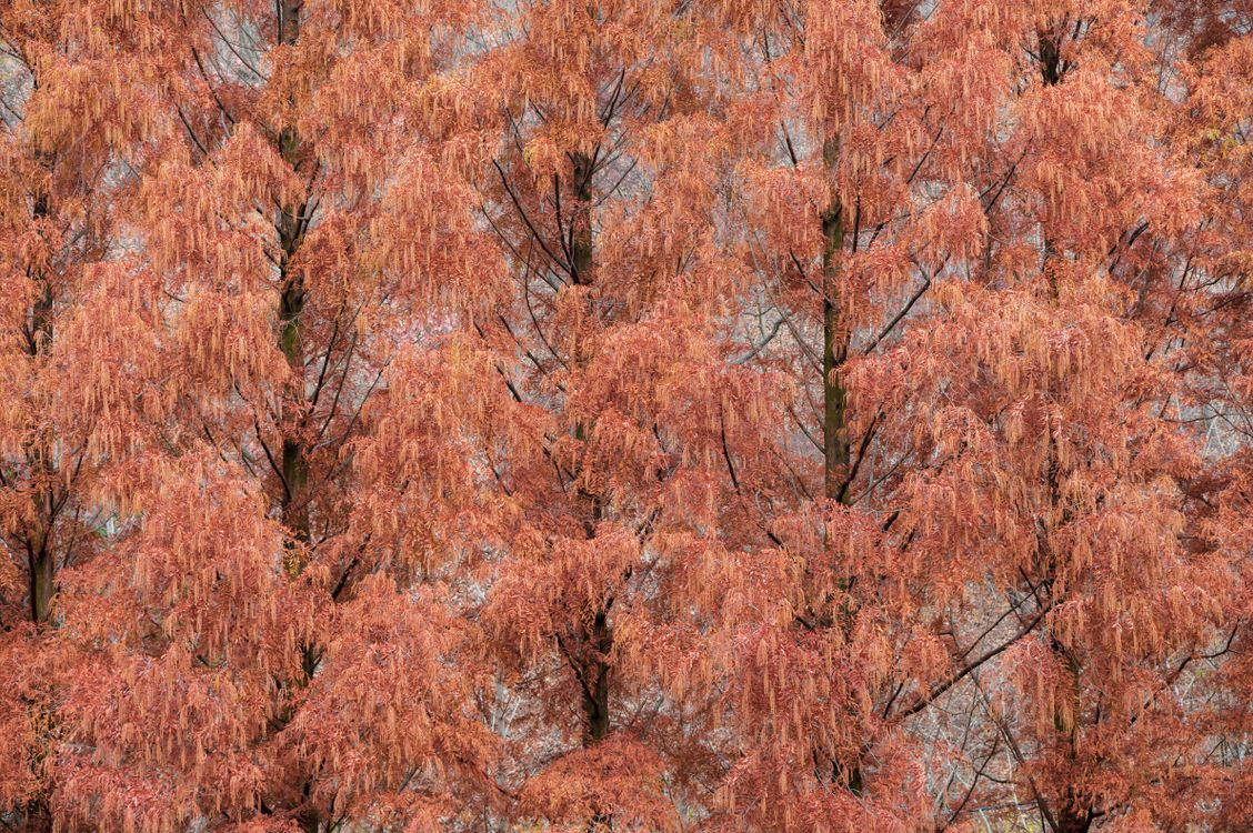 Autumn Trees with Rust-Colored Foliage · Free Stock Photo