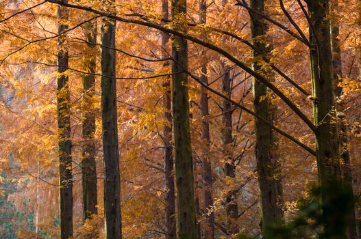 Serene autumn forest scene with golden cypress trees, ideal for nature themes.