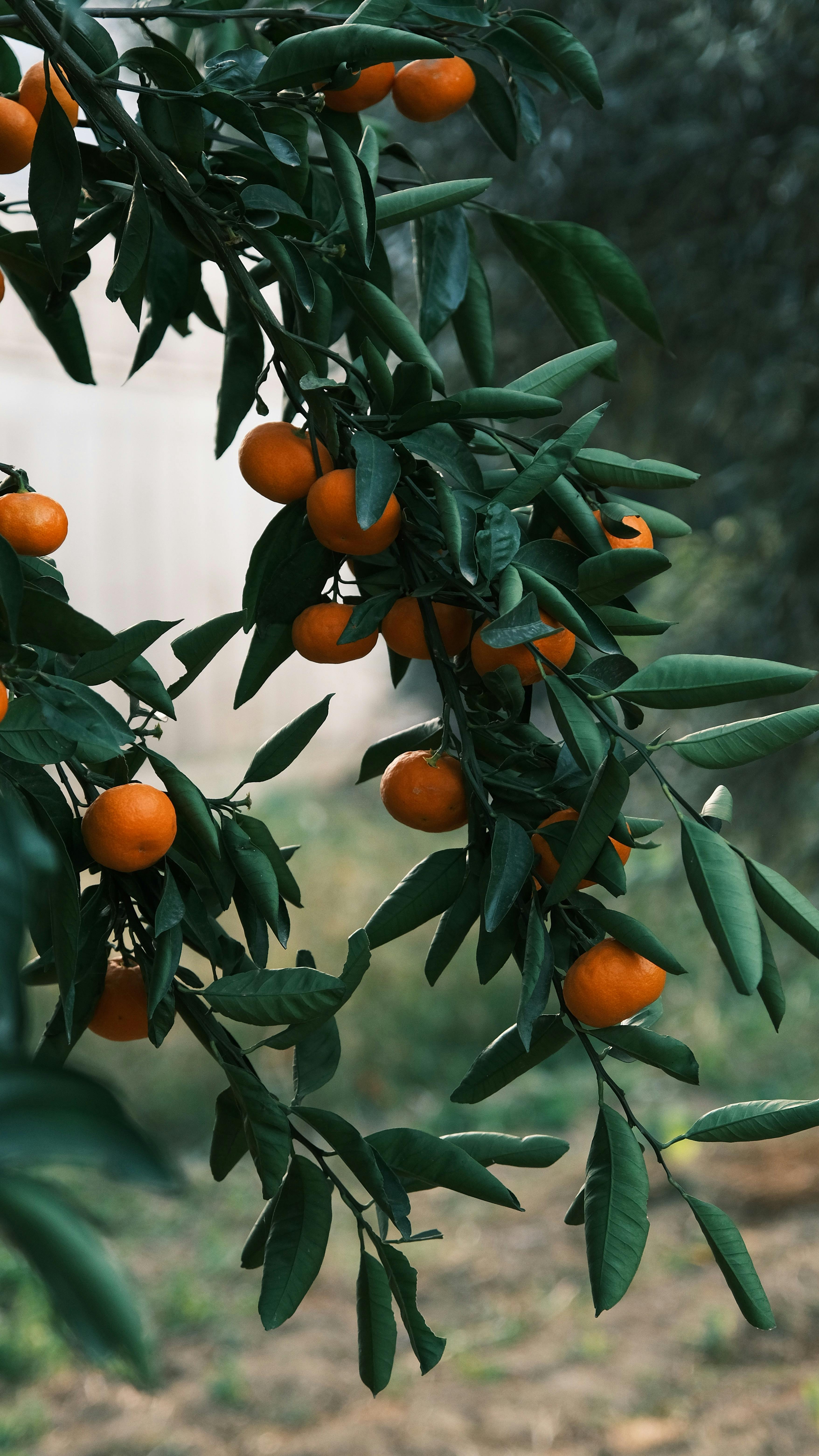 Close-up of a vibrant orange tree branch with ripe tangerines, set outdoors in a natural setting.