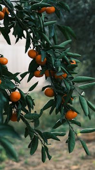 Close-up of a vibrant orange tree branch with ripe tangerines, set outdoors in a natural setting.