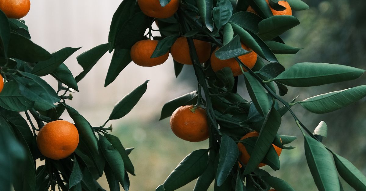 Lush Orange Tree Branch with Ripe Tangerines Outdoors · Free Stock Photo