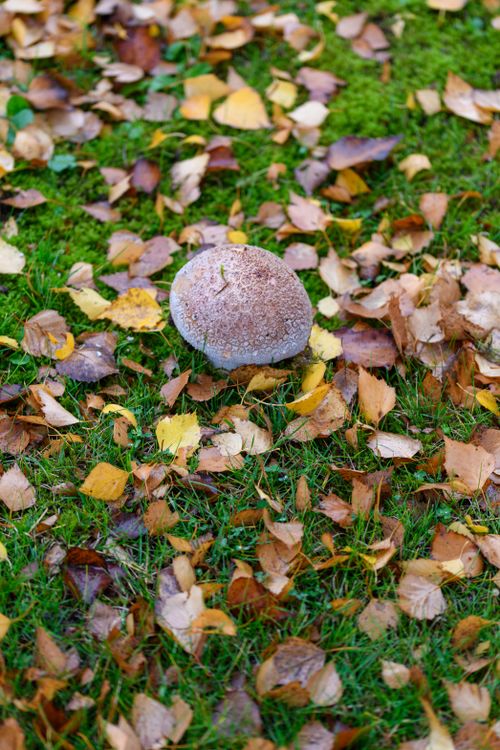 Free A single mushroom surrounded by colorful autumn leaves on a lush carpet of green moss. Stock Photo