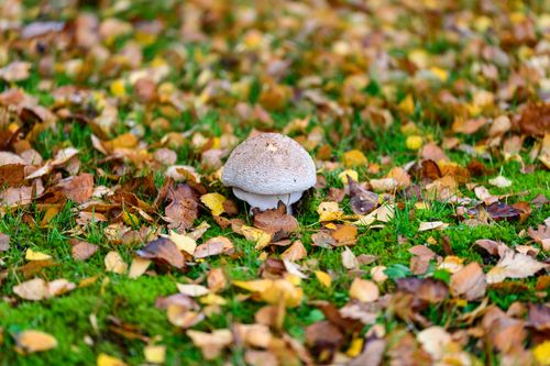Free A single mushroom growing among colorful autumn leaves on a vibrant green lawn. Stock Photo