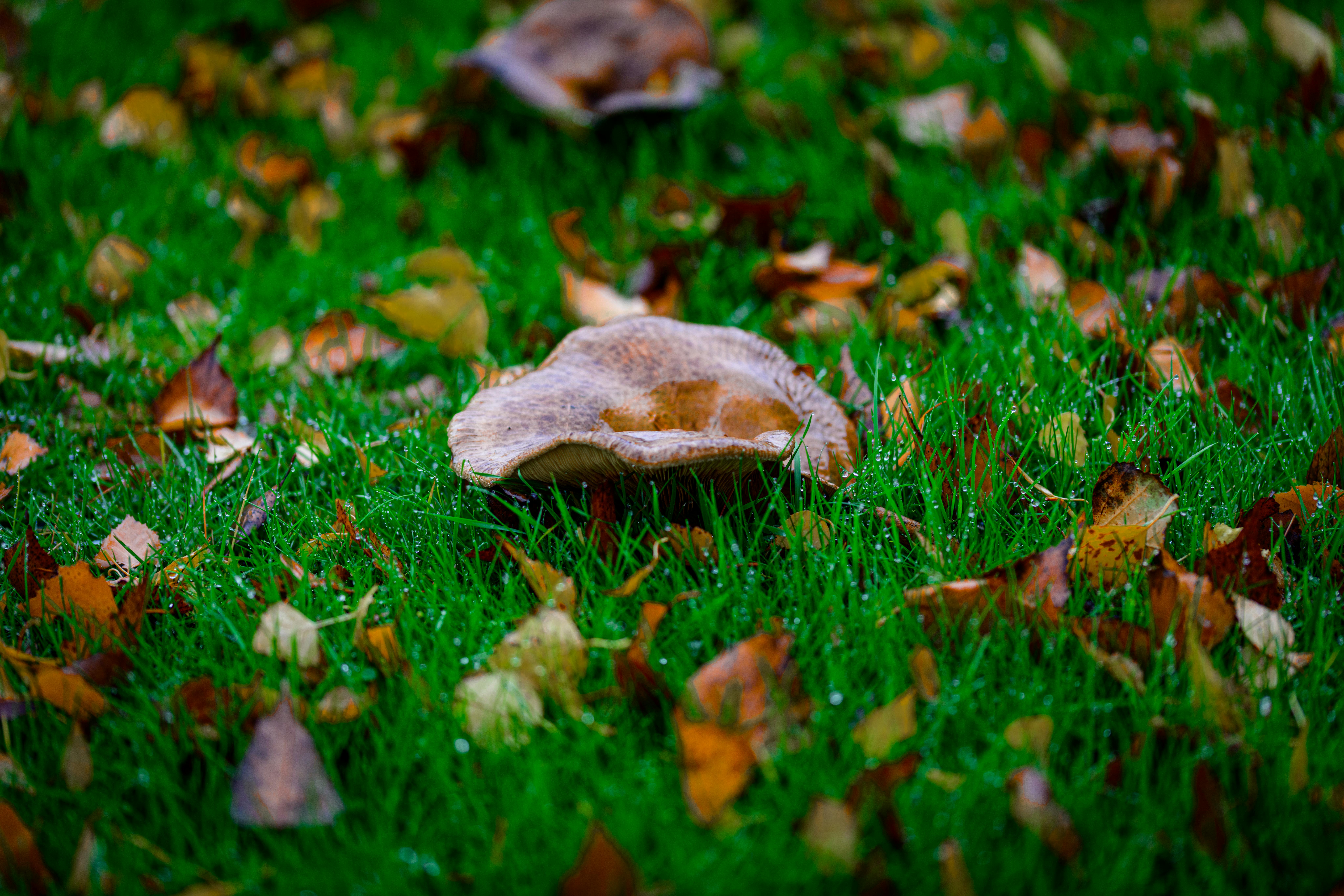 Close-up of a mushroom on dew-covered grass surrounded by autumn leaves.