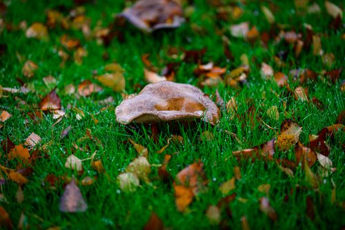 Free Close-up of a mushroom on dew-covered grass surrounded by autumn leaves. Stock Photo