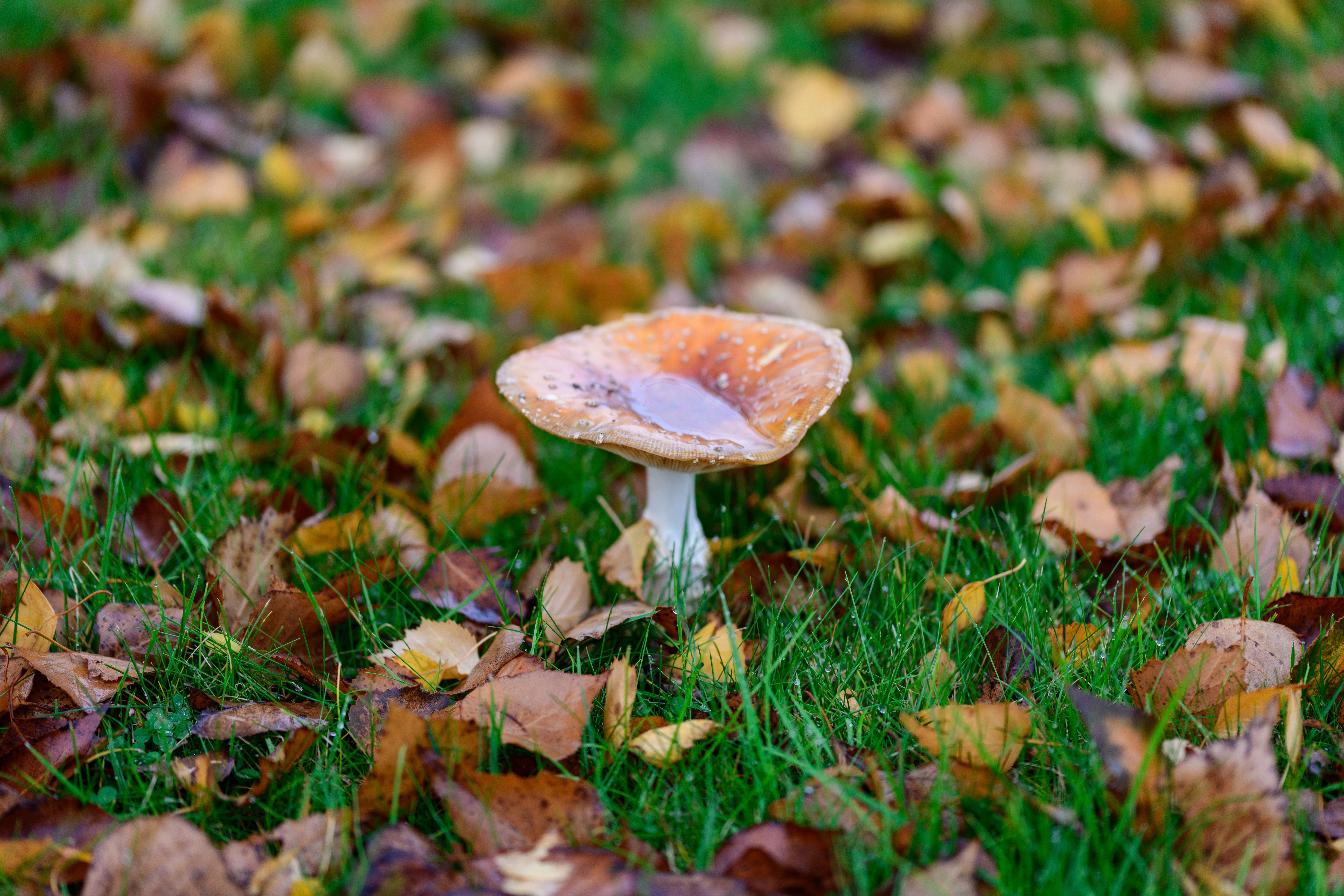 Close-up of a mushroom surrounded by fallen autumn leaves on a grassy field, showcasing nature's beauty.
