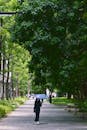 Peaceful Stroll Under Lush Green Trees in Summer