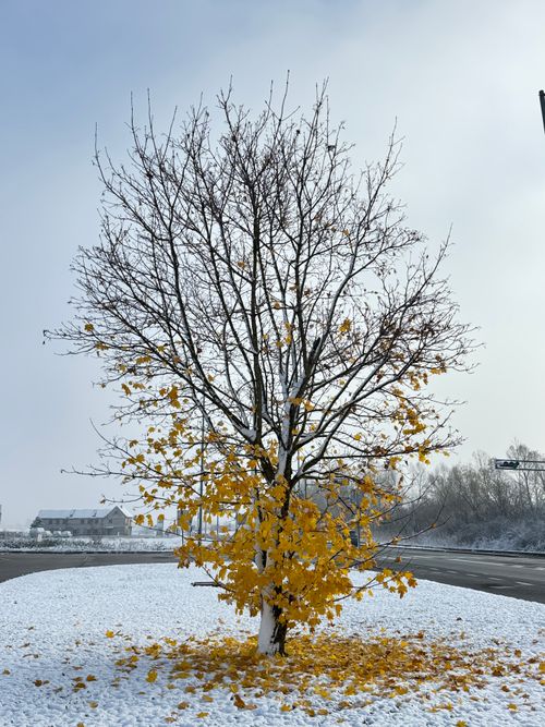 Free A striking winter scene of a tree with yellow leaves in Samobor, Croatia. Stock Photo