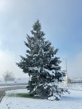 A lone pine tree covered in snow on a crisp winter day with a clear blue sky.