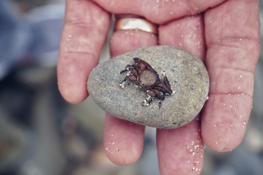 A close-up view of a hand holding a small crab on a rock with sand.