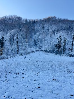 A serene winter scene of a snow-covered forest in Samobor, Croatia, captured at daytime.