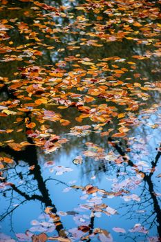 Vibrant autumn leaves floating on a reflective water surface, capturing fall's beauty.