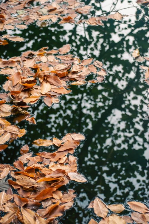 Autumn Leaves Floating on Rippling Water · Free Stock Photo