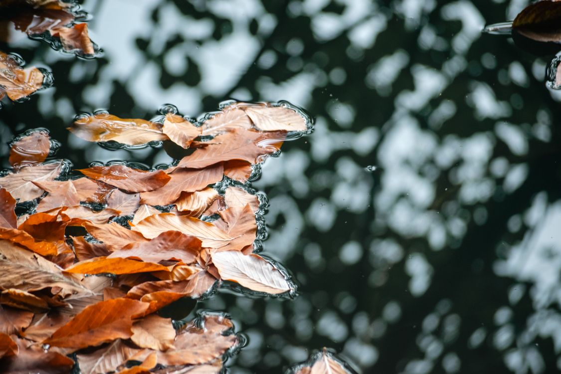 Reflective Fall Image Autumn Leaves Floating on Reflective Water · Free Stock Photo