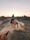 Person Riding a Brown Horse