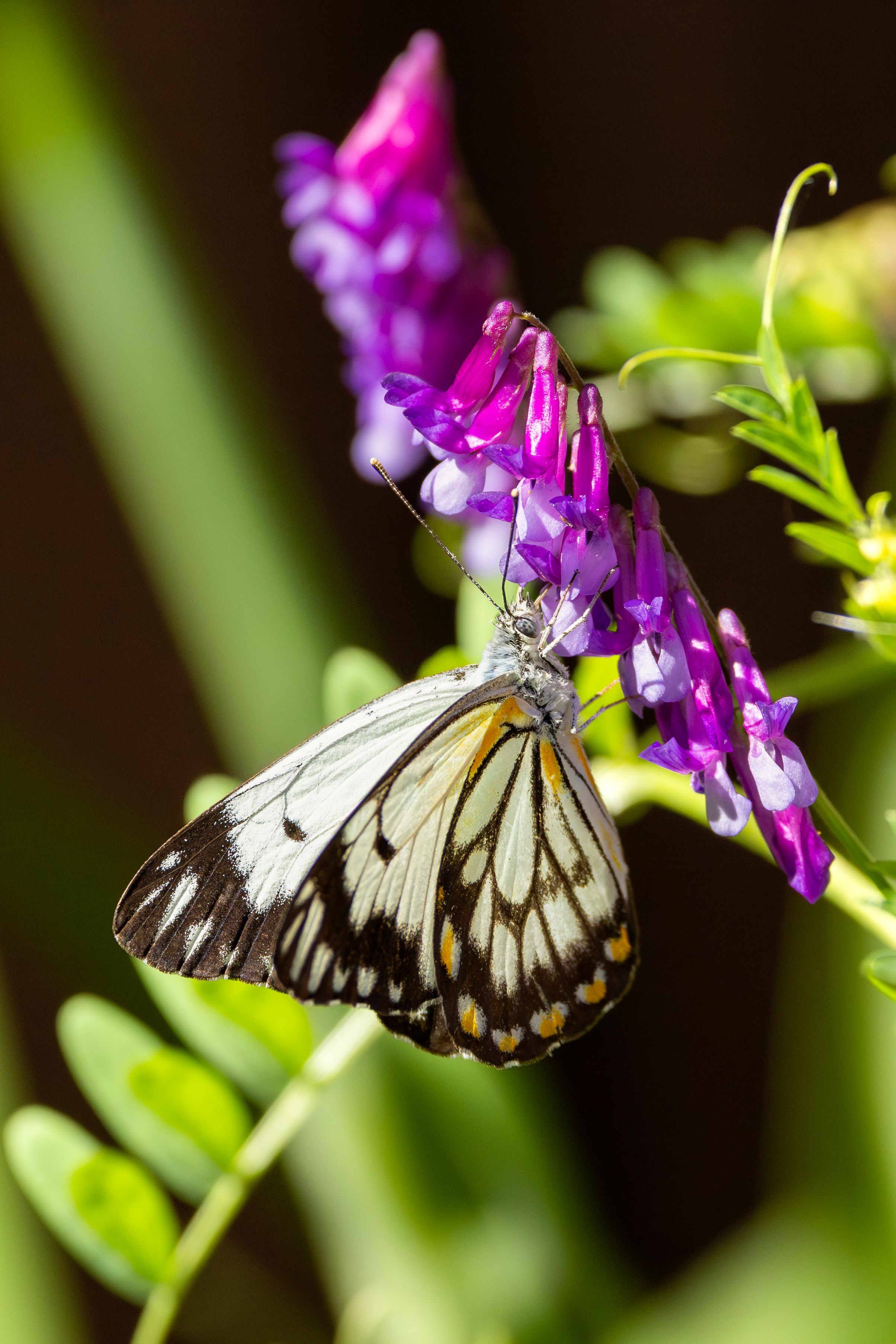 Butterfly on Purple Flowers in Campbelltown · Free Stock Photo