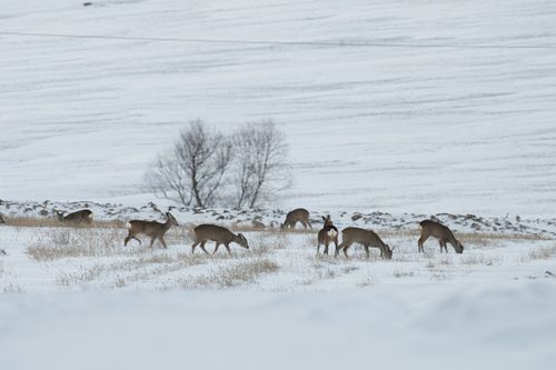 Free A group of deer grazing in a snowy landscape in Poprad, Slovakia during winter. Stock Photo