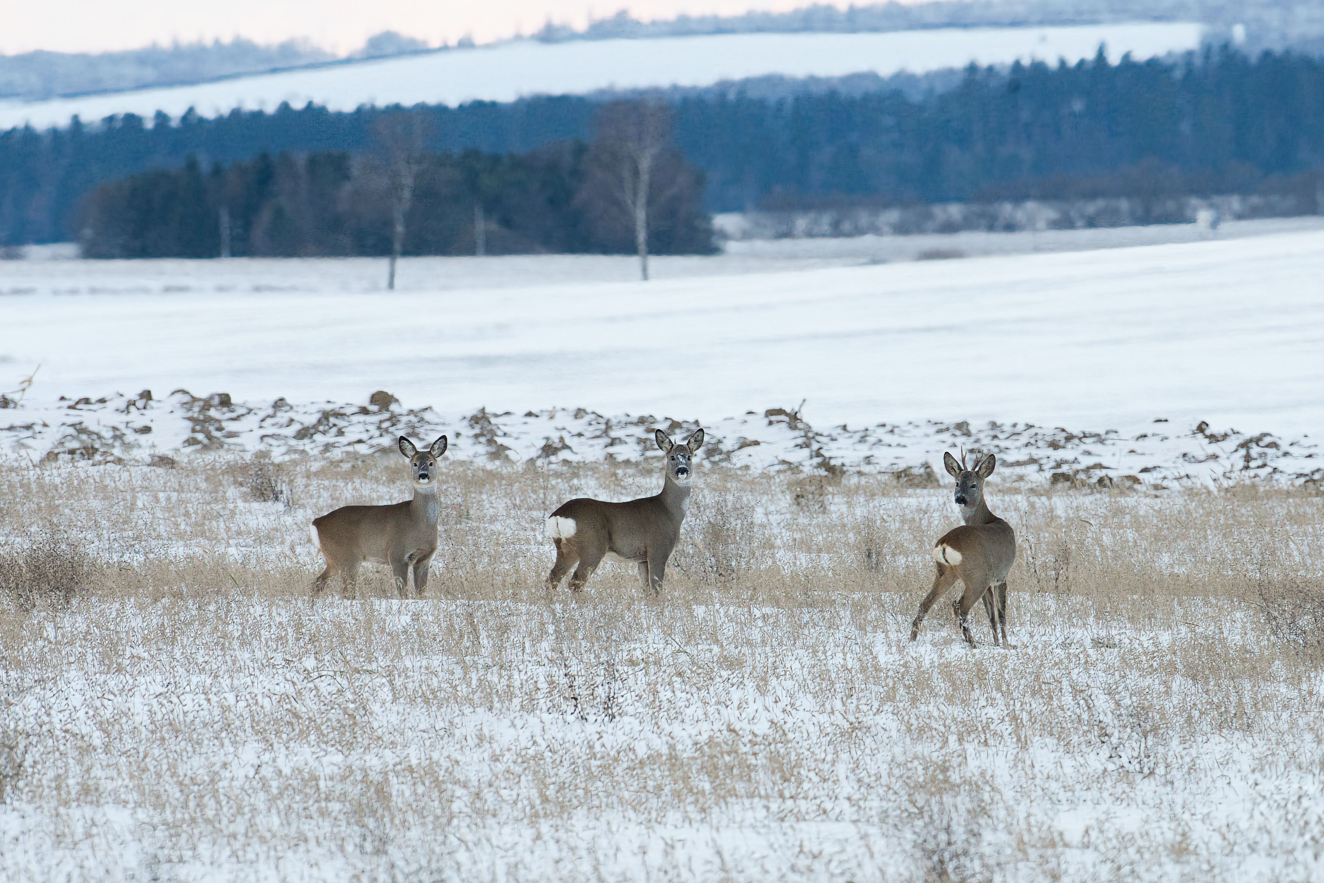 Roe Deer Trio in Snowy Slovakian Landscape · Free Stock Photo