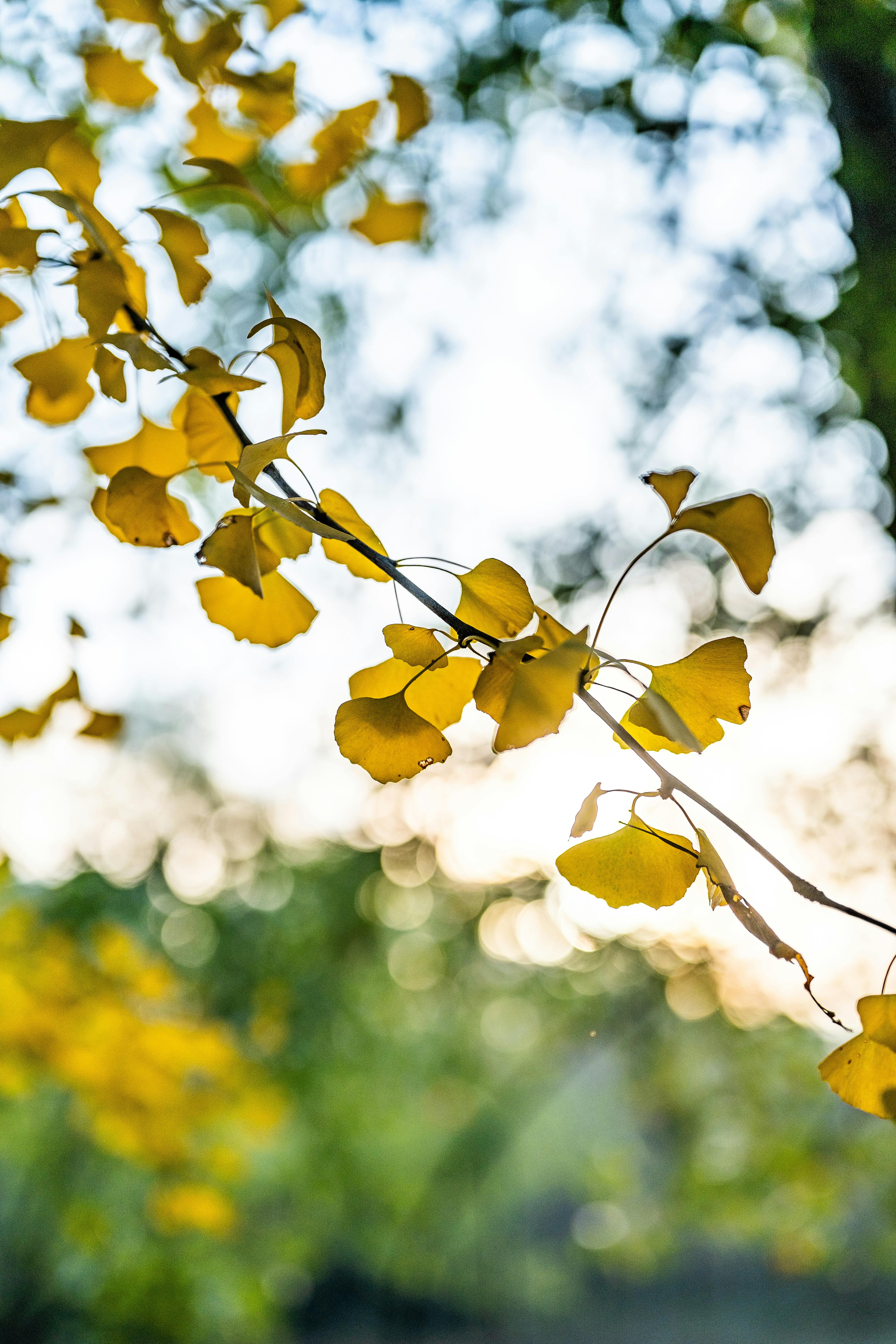 Golden Ginkgo Leaves in Nanjing, China