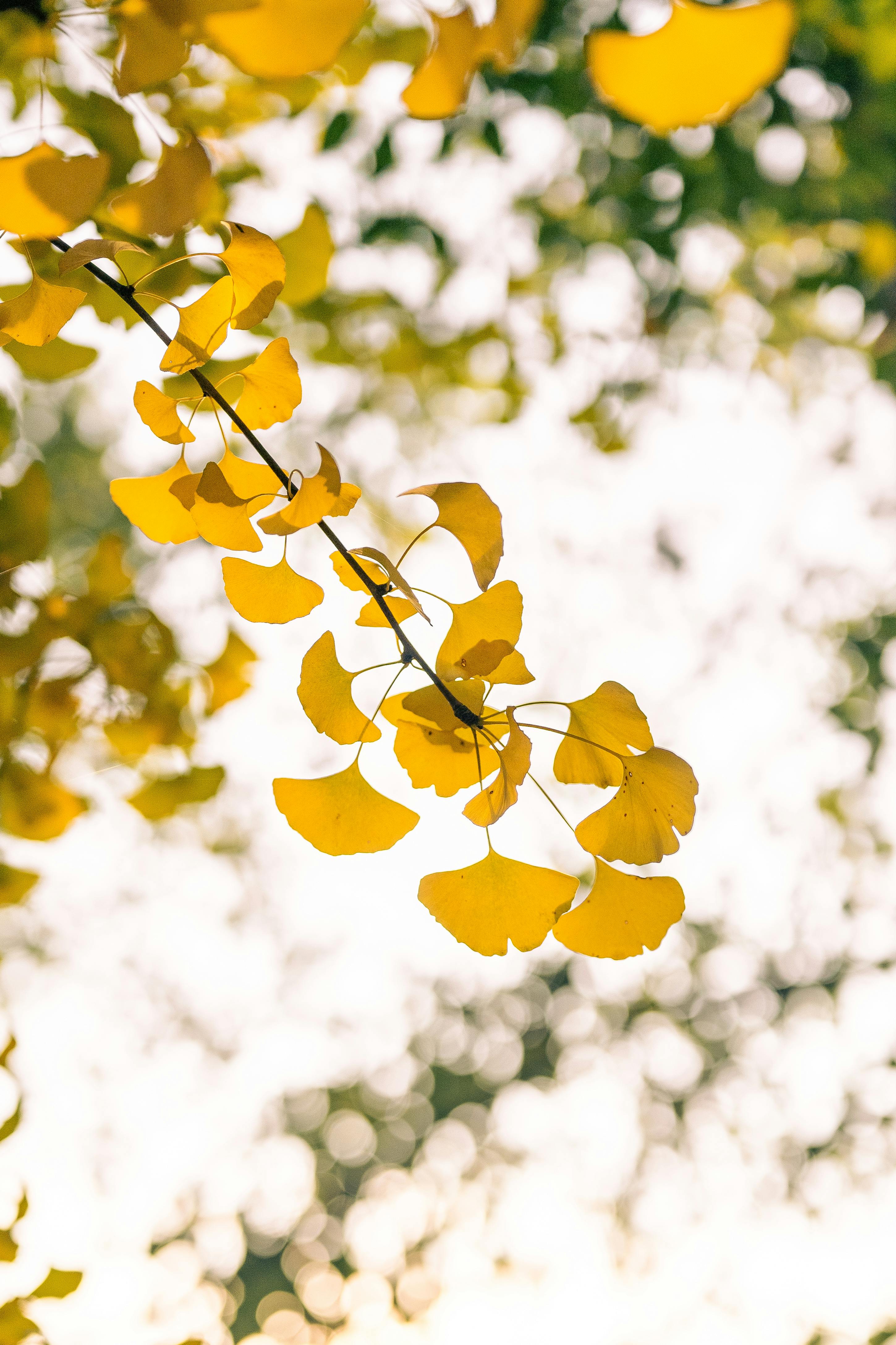 Vibrant yellow ginkgo leaves captured in soft focus during early winter in Nanjing.